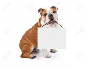 37838789-Un-joven-de-nueve-meses-Bulldog-Ingl-s-sentado-contra-un-fondo-blanco-con-un-cartel-en-blanco-en-su--Foto-de-archivo