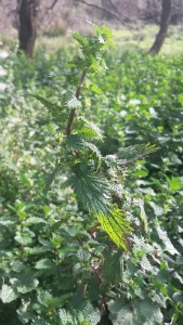 ortiga barragana urtica