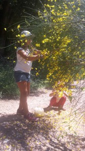 recol.leccio ginesta